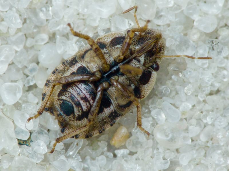 Sciocoris cursitans (Fabricius, 1794)